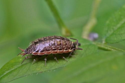 Réf. 285 123 : Philoscia muscorum